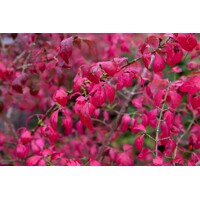 Bršlen krídlatý – Euonymus alatus | ohnivočervené jesenné listy