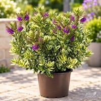 Hebe ´Variegata´ – Hebe × andersonii | panašovaný vždyzelený ker