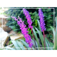 Liriope ´Purple Passion´ – tmavofialová liriopa do polotieňa