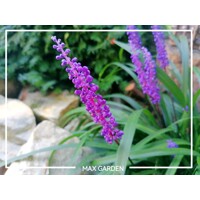Liriope ´Purple Passion´ – tmavofialová liriopa do polotieňa