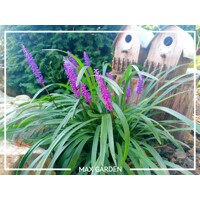 Liriope ´Purple Passion´ – tmavofialová liriopa do polotieňa