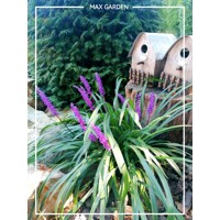 Liriope ´Purple Passion´ – tmavofialová liriopa do polotieňa