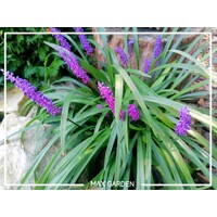 Liriope ´Purple Passion´ – tmavofialová liriopa do polotieňa