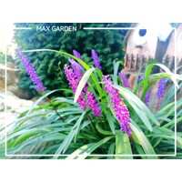 Liriope ´Purple Passion´ – tmavofialová liriopa do polotieňa