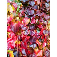 Pavinič trojlaločný ´Veitchii´ – Parthenocissus | samopnúca popínavka