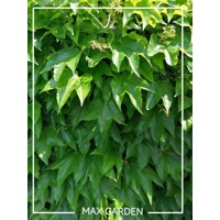 Pavinič trojlaločný ´Veitchii´ – Parthenocissus | samopnúca popínavka