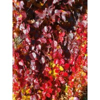Pavinič trojlaločný ´Veitchii´ – Parthenocissus | samopnúca popínavka