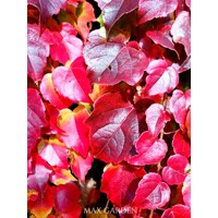 Pavinič trojlaločný ´Veitchii´ – Parthenocissus | samopnúca popínavka