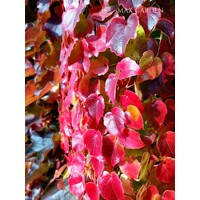 Pavinič trojlaločný ´Veitchii´ – Parthenocissus | samopnúca popínavka