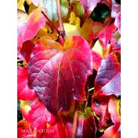 Pavinič trojlaločný ´Veitchii´ – Parthenocissus | samopnúca popínavka
