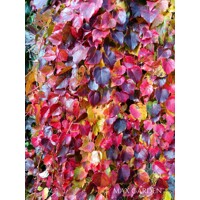 Pavinič trojlaločný ´Veitchii´ – Parthenocissus | samopnúca popínavka