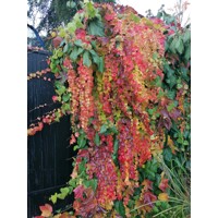 Pavinič trojlaločný ´Veitchii´ – Parthenocissus | samopnúca popínavka
