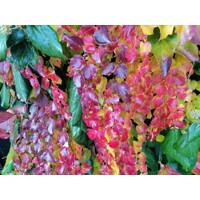 Pavinič trojlaločný ´Veitchii´ – Parthenocissus | samopnúca popínavka