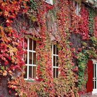 Pavinič trojlaločný ´Veitchii´ – Parthenocissus | samopnúca popínavka
