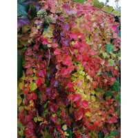 Pavinič trojlaločný ´Veitchii´ – Parthenocissus | samopnúca popínavka