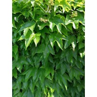 Pavinič trojlaločný ´Veitchii´ – Parthenocissus | samopnúca popínavka