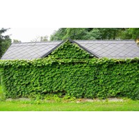 Pavinič trojlaločný ´Veitchii´ – Parthenocissus | samopnúca popínavka