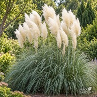 Pampová tráva ´Sunningdale Silver´ – Cortaderia selloana