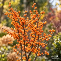 Ilex verticillata – Predaj, cezmína opadavá, červené bobule, zimná dekorácia, mrazuvzdorná