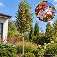 Okrasná jabloň ´Appletini´ na kmeni – Malus | jedlé mini jabĺčka