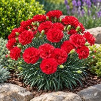 Klinček záhradný – Dianthus caryophyllus | karafiát