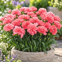Klinček záhradný – Dianthus caryophyllus | karafiát