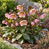 Čemerica ´Pretty Ellen Pink´ – Helleborus orientalis | ružová