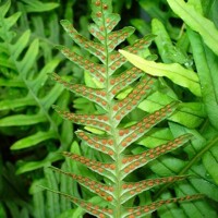 Papraďovec ozbrojený – Polystichum munitum | vždyzelená papraď